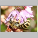 Halictus tumulorum - Furchenbiene w01a 6mm - Sandgrube Niedringhaussee-det.jpg